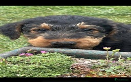 Airedale Terrier dogs for sale: Just 2 KC Registered Airedale Boys Available  in Kettering - Image 5