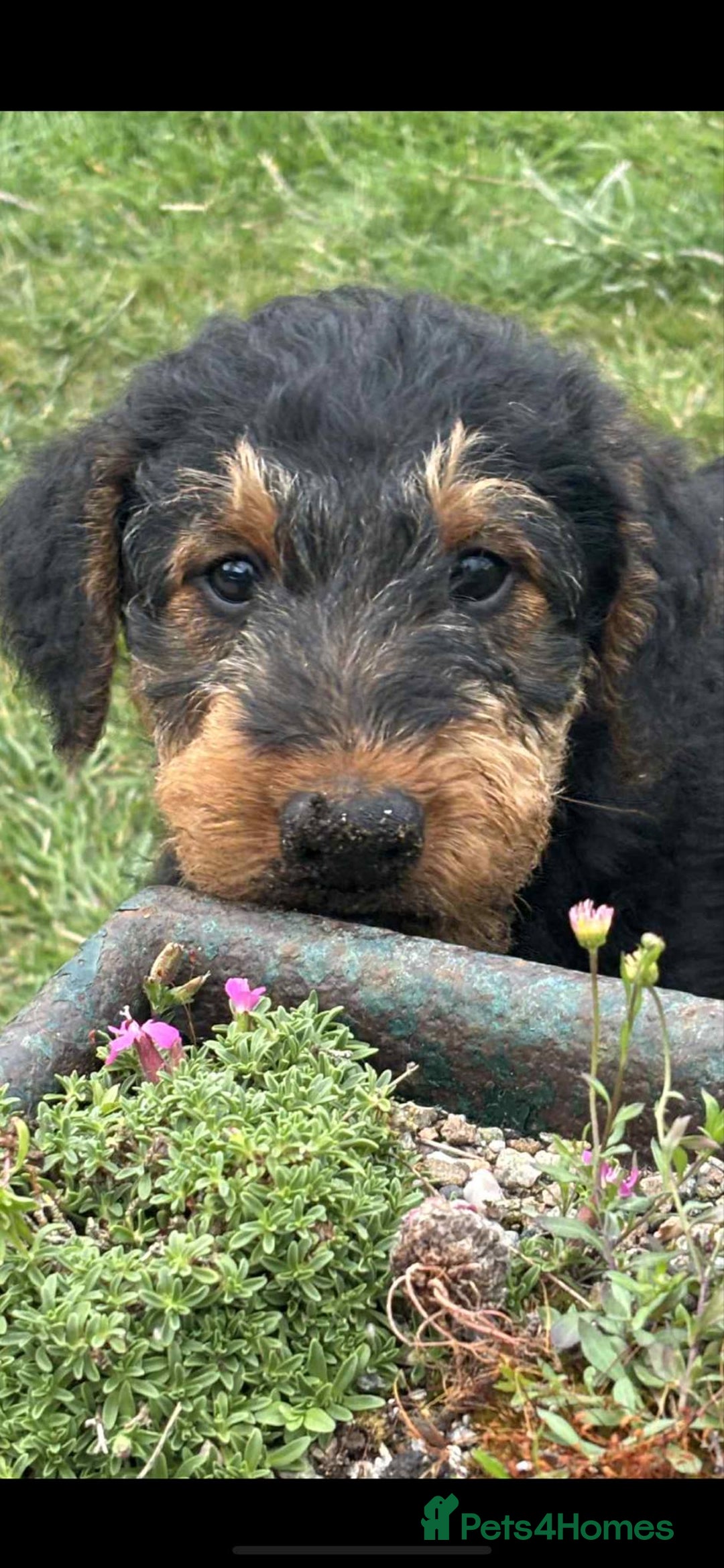 Airedale Terrier dogs for sale: Just 2 KC Registered Airedale Boys Available  in Kettering - Image 5