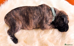 Great Dane dogs for sale: 🌟  Great Danes born 4th of August 2025 🌟 - Image 14