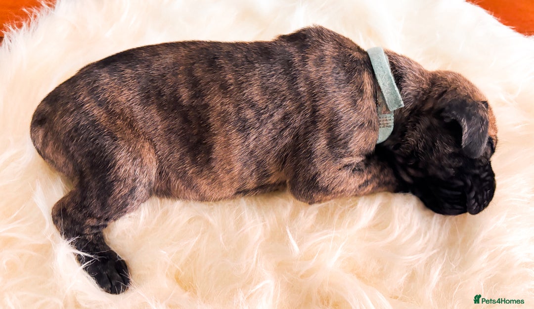 Great Dane dogs for sale: 🌟  Great Danes born 4th of August 2025 🌟 - Image 14