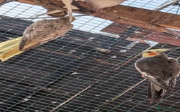 Cockatiels birds for sale: Breeding pair of cockatiels  - Image 2