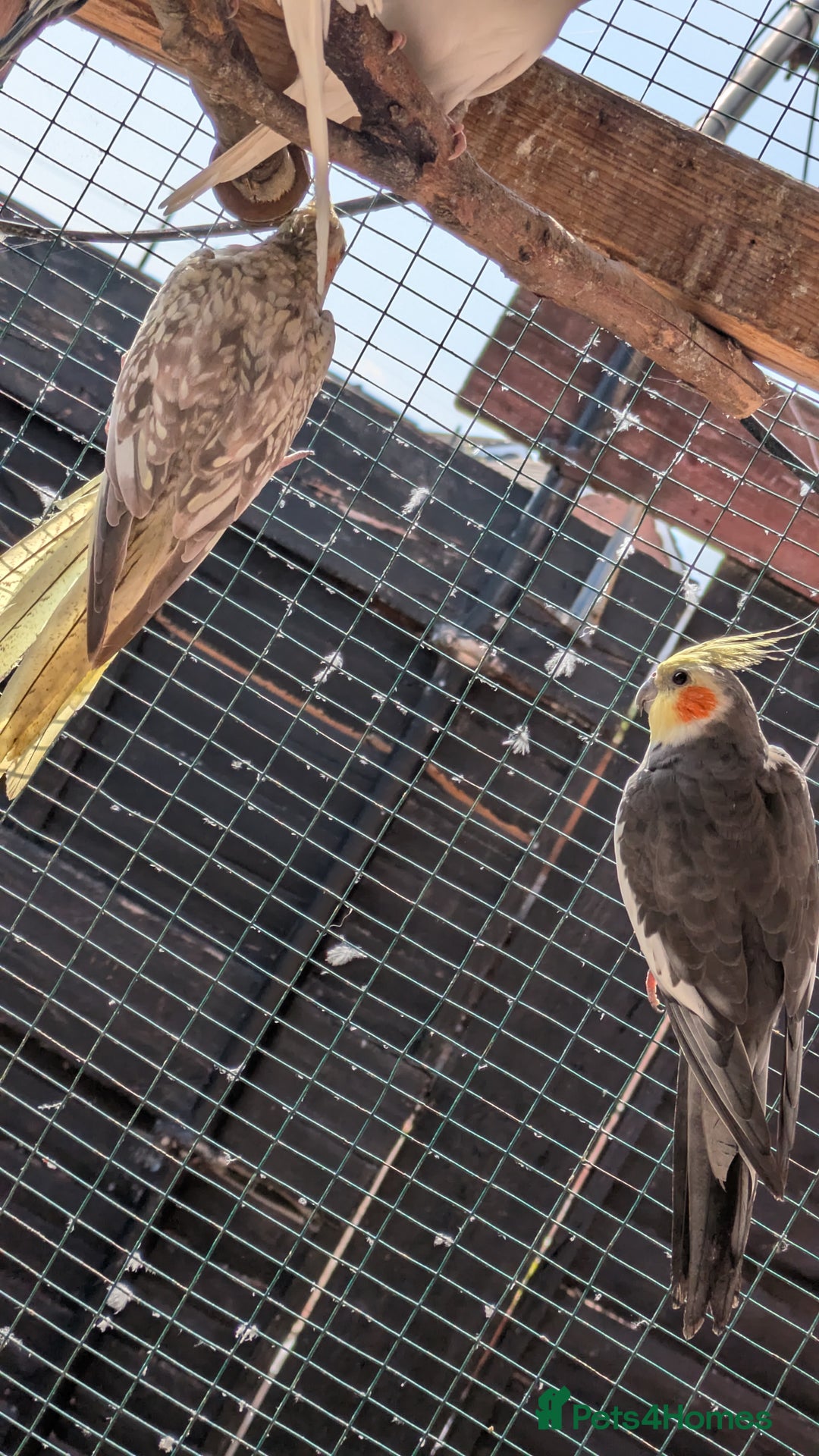 Cockatiels birds for sale: Breeding pair of cockatiels  - Image 2