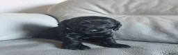 Cocker Spaniel dogs for sale: Cocker spaniel pups - Advert 16