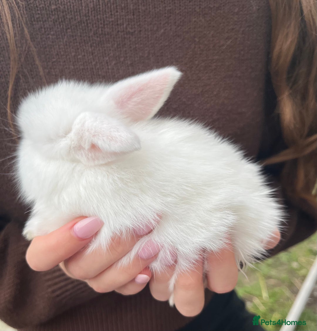 Mini Lop rabbits for sale: Mini Lop Rabbits - Image 7