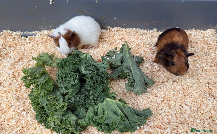 Guinea Pig rodents - Advert 2