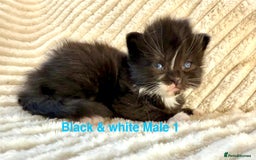 Maine Coon cats for sale: Beautiful, full Maine Coon Kittens. - Image 7