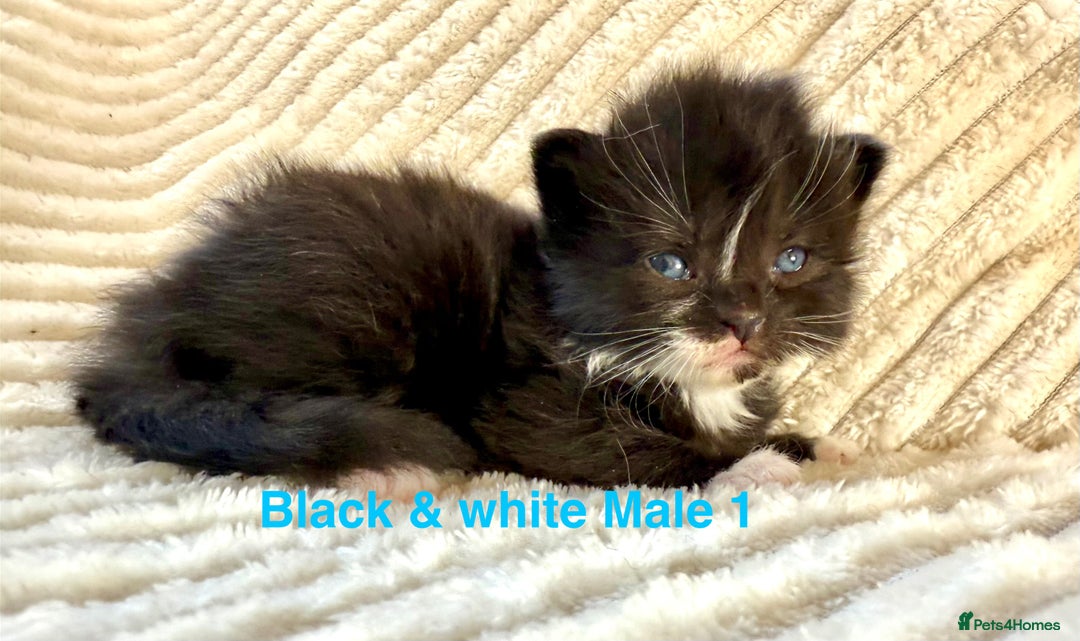 Maine Coon cats for sale: Beautiful, full Maine Coon Kittens. - Image 7