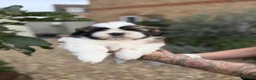 Shih Tzu dogs for sale: 5 purebred adorable fluffy shihtzu’s ready to view - Advert 3