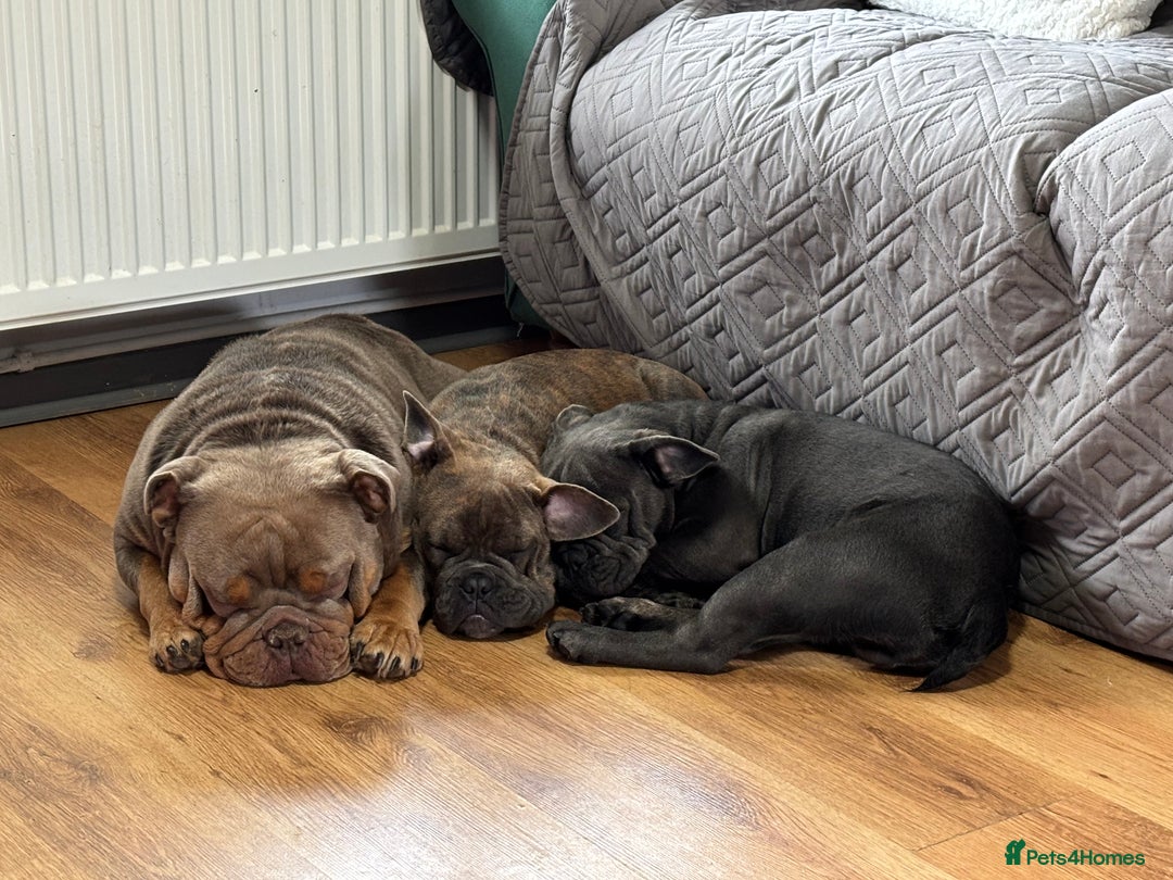 Mixed Breed dogs for sale: French/English bulldog - Image 3