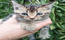 Mixed Breed cats for sale: 3/4 Bengal Kittens  - Image 4