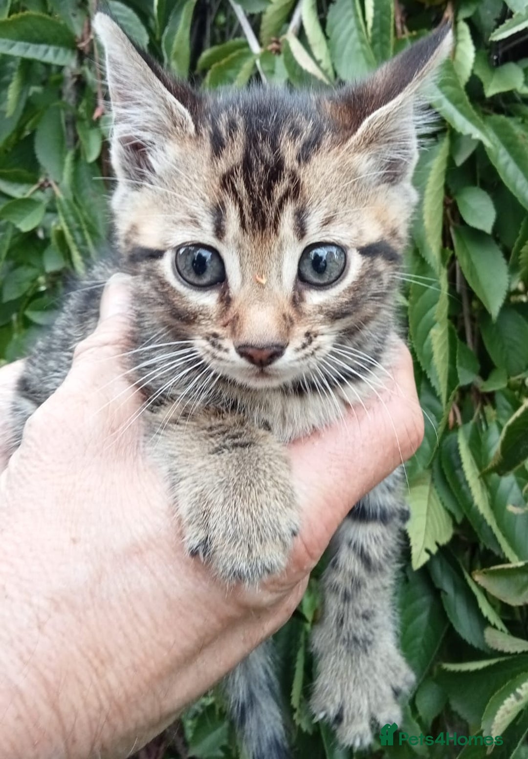 Mixed Breed cats for sale: 3/4 Bengal Kittens  - Image 4