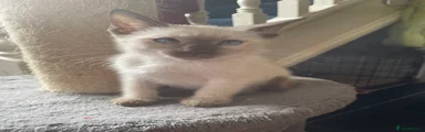 Bengal 2