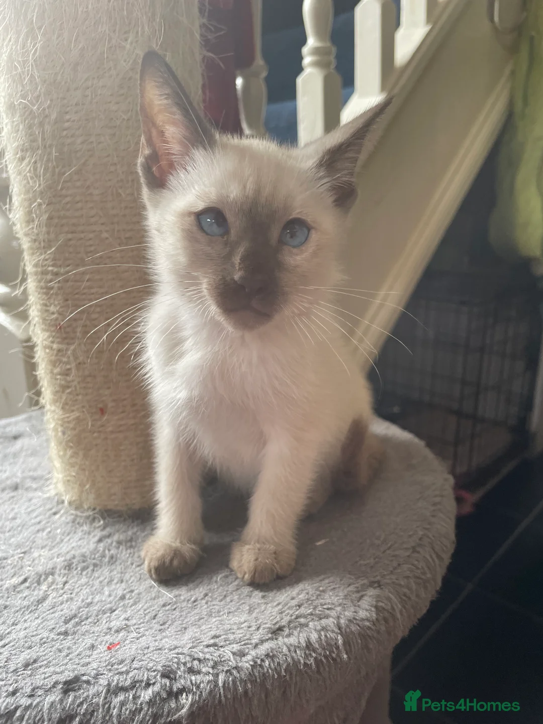 Bengal cats for sale: ❤️ 3 ABSOLUTELY BEAUTIFUL FELINES SO FRIENDLY ❤️ - Advert 13