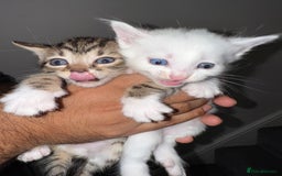 Bengal cats for sale: Bengal x Turkish Angora Kittens - Image 4