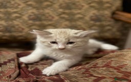 Mixed Breed cats for sale: White and dappled little girl  - Image 1
