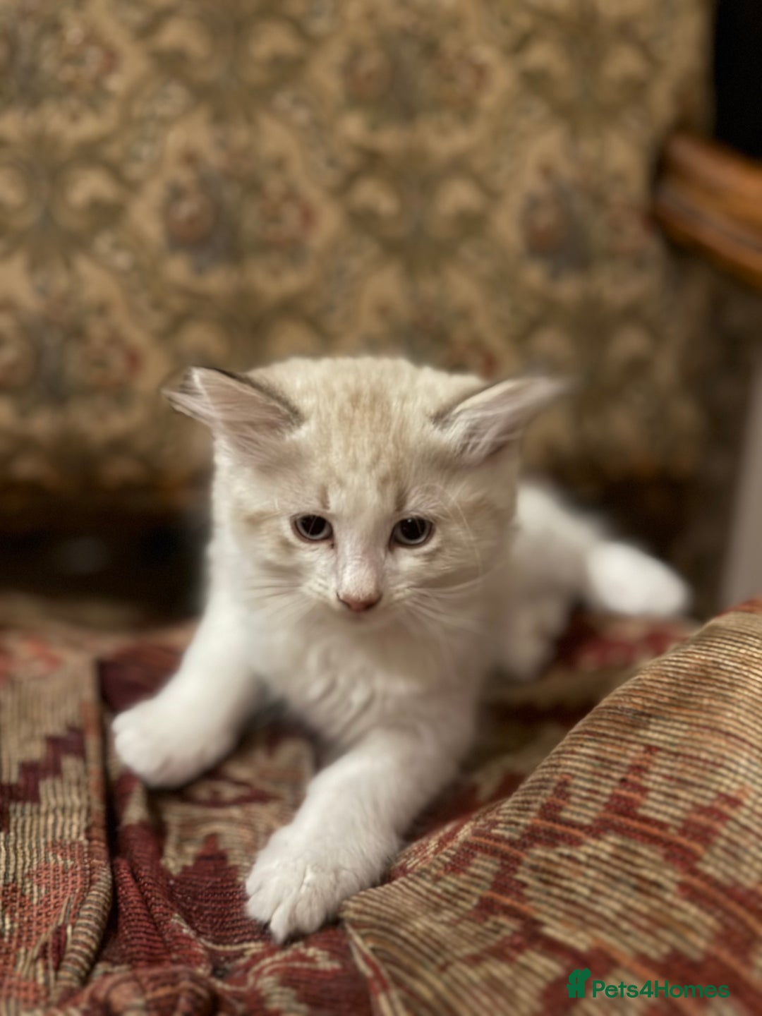 Mixed Breed cats for sale: White and dappled little girl  - Image 1