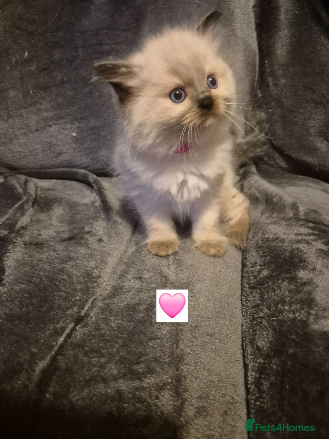 Ragdoll cats for sale: Pure ragdolls ready for there new homes 1st July  - Advert 2
