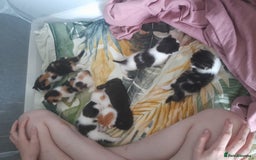 British Shorthair cats for sale: British shorthair kittens - Image 2