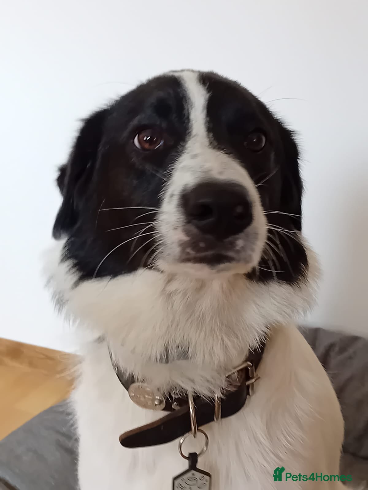 Mixed Breed dogs 3 year old mixed border collie (max) - Advert 5