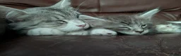 Maine Coon cats for sale: Maine Coon Boy - Advert 2