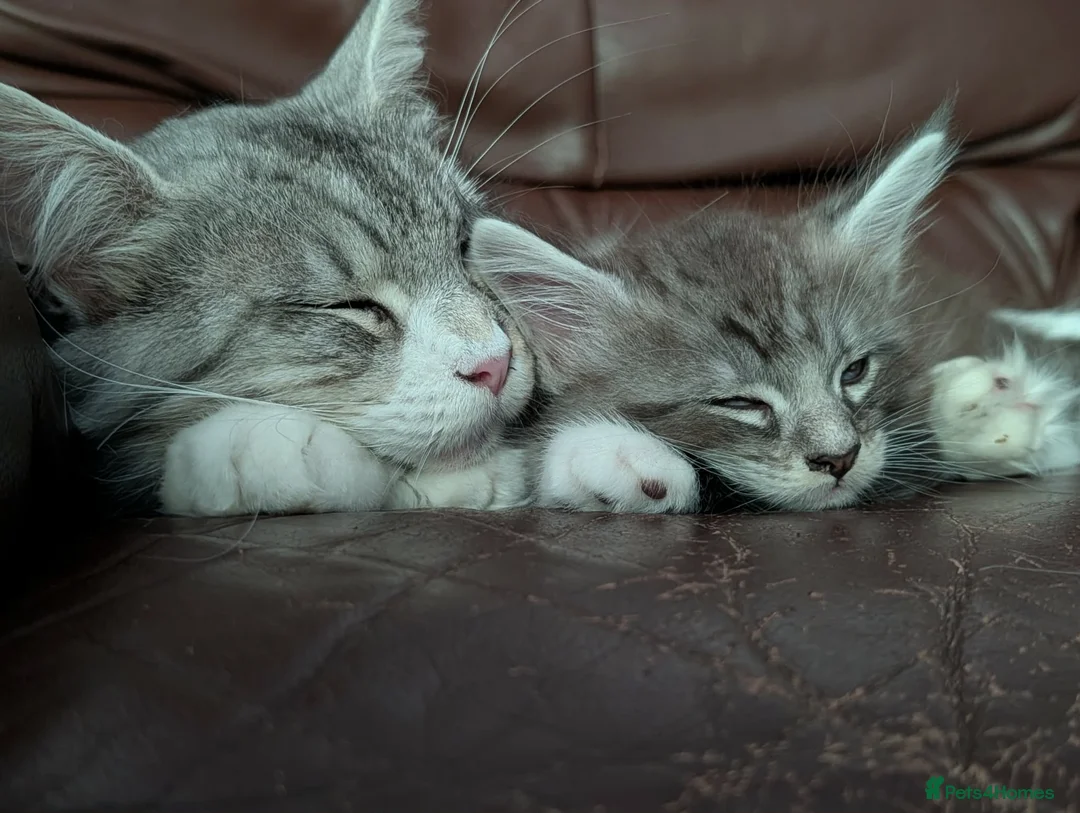 Maine Coon cats for sale: Maine Coon Boy - Advert 2