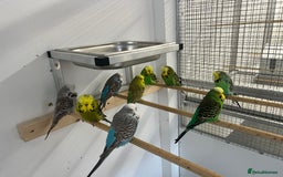 Budgerigars birds for sale: Budgies for sale  - Image 3