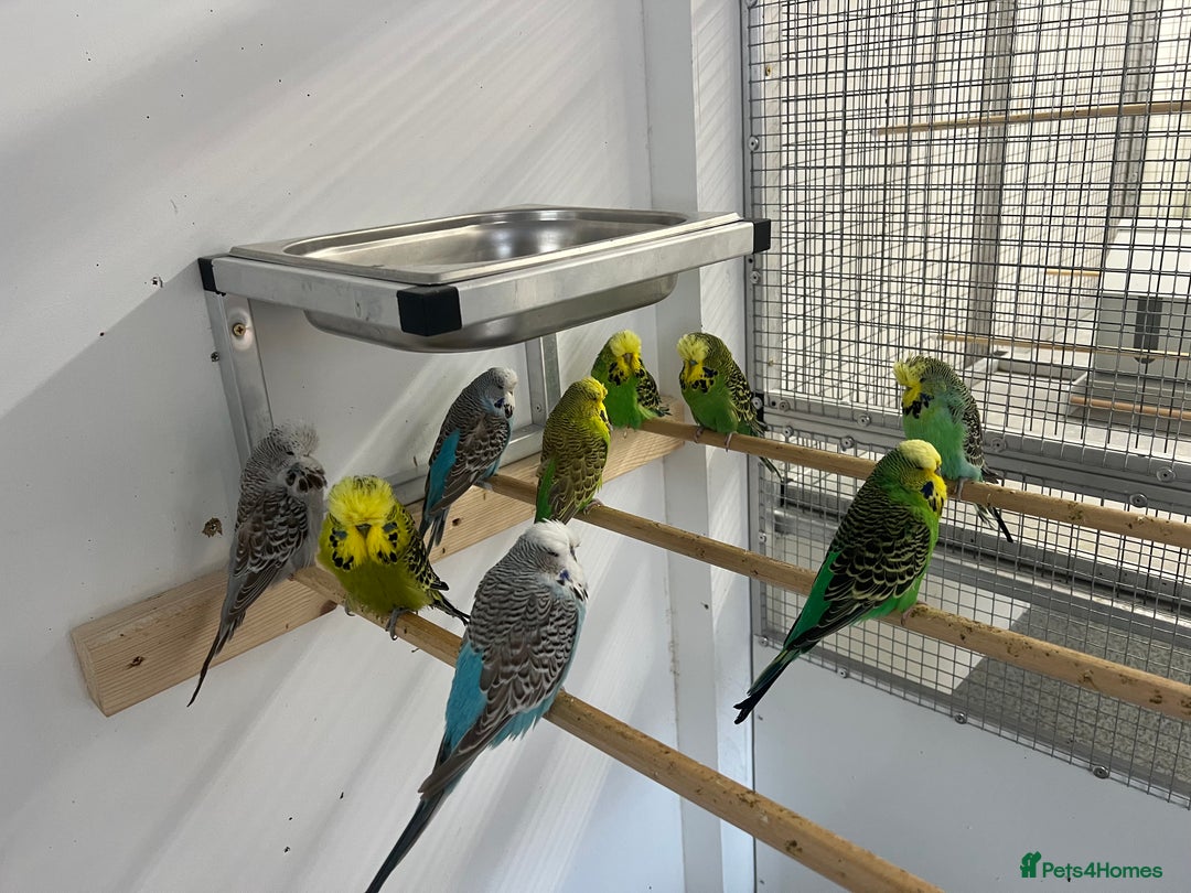 Budgerigars birds for sale: Budgies for sale  - Image 3