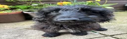 Cocker Spaniel dogs for sale: Indiana - beautiful male puppy - Advert 9