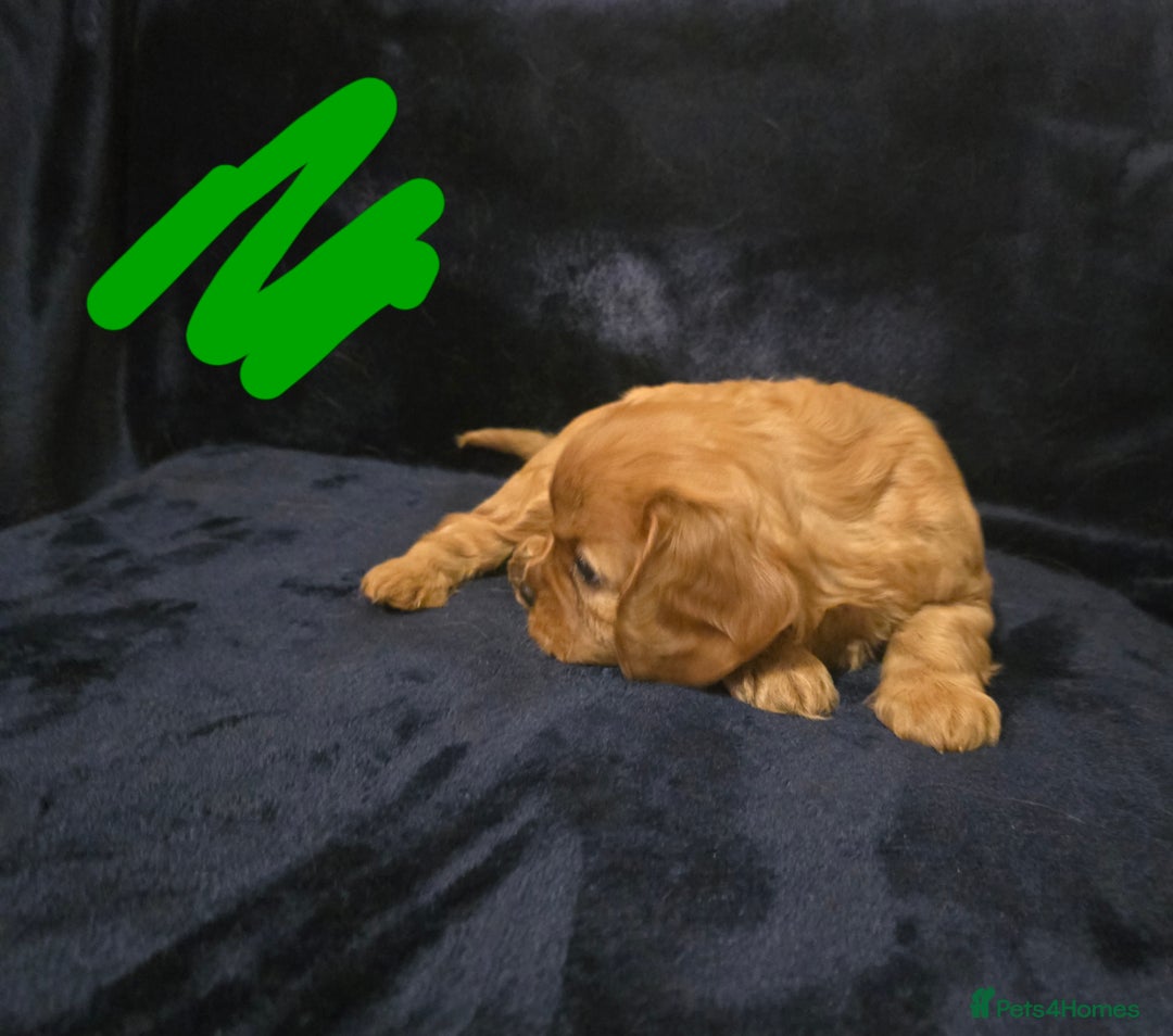 Cavalier King Charles Spaniel dogs for sale: Ruby cavalier king charles puppies  - Image 16