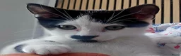 British Shorthair cats for sale: Male kitten 9 weeks old - Advert 1