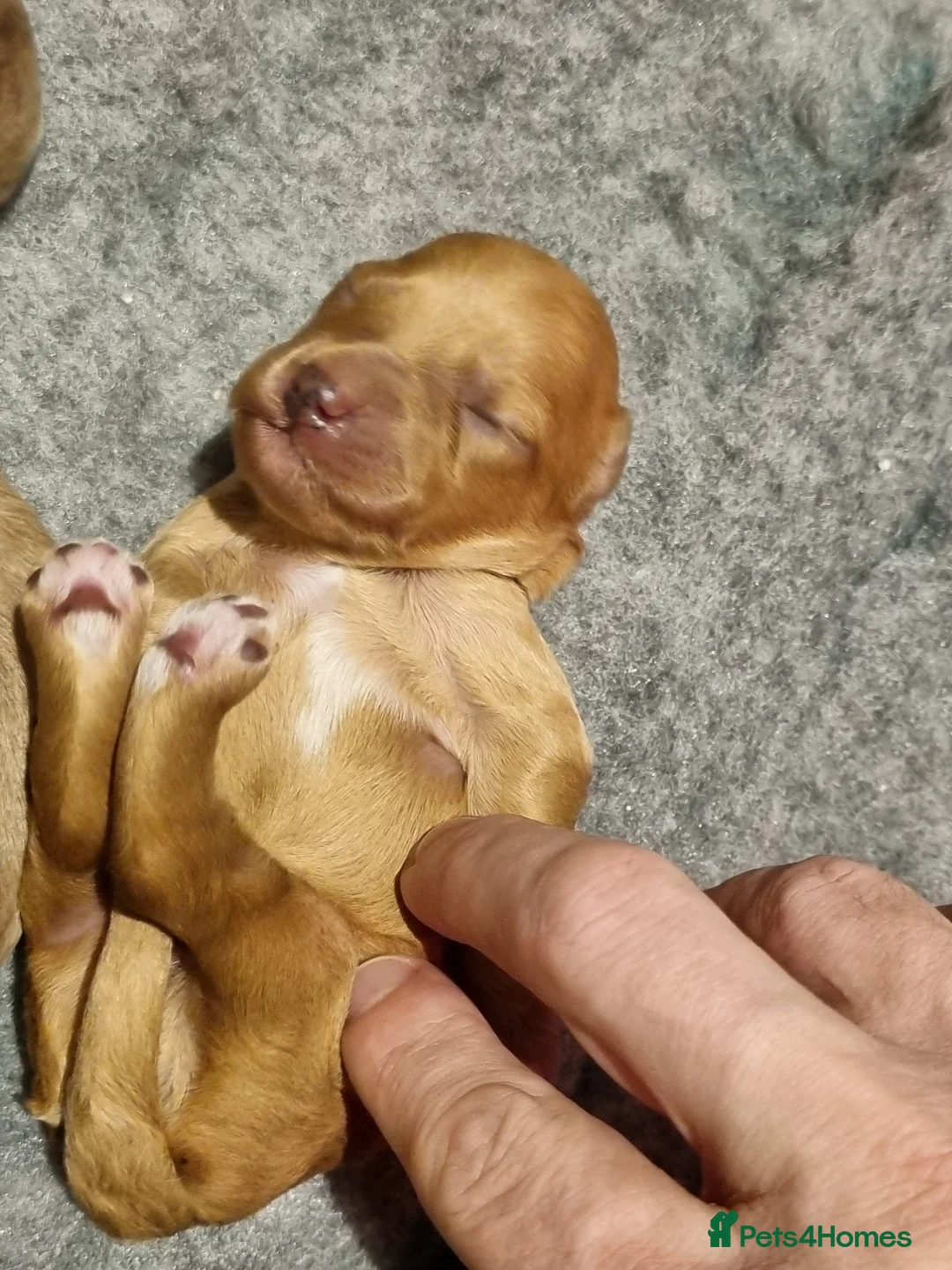 Cockapoo dogs for sale: Cockapoo puppies looking for their forever homes - Advert 7