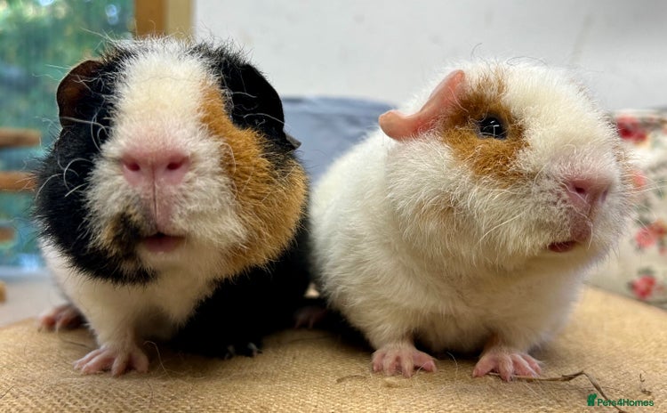 Guinea Pig rodents - Advert 1