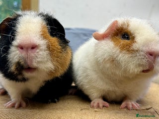 Guinea Pig rodents - Advert 10