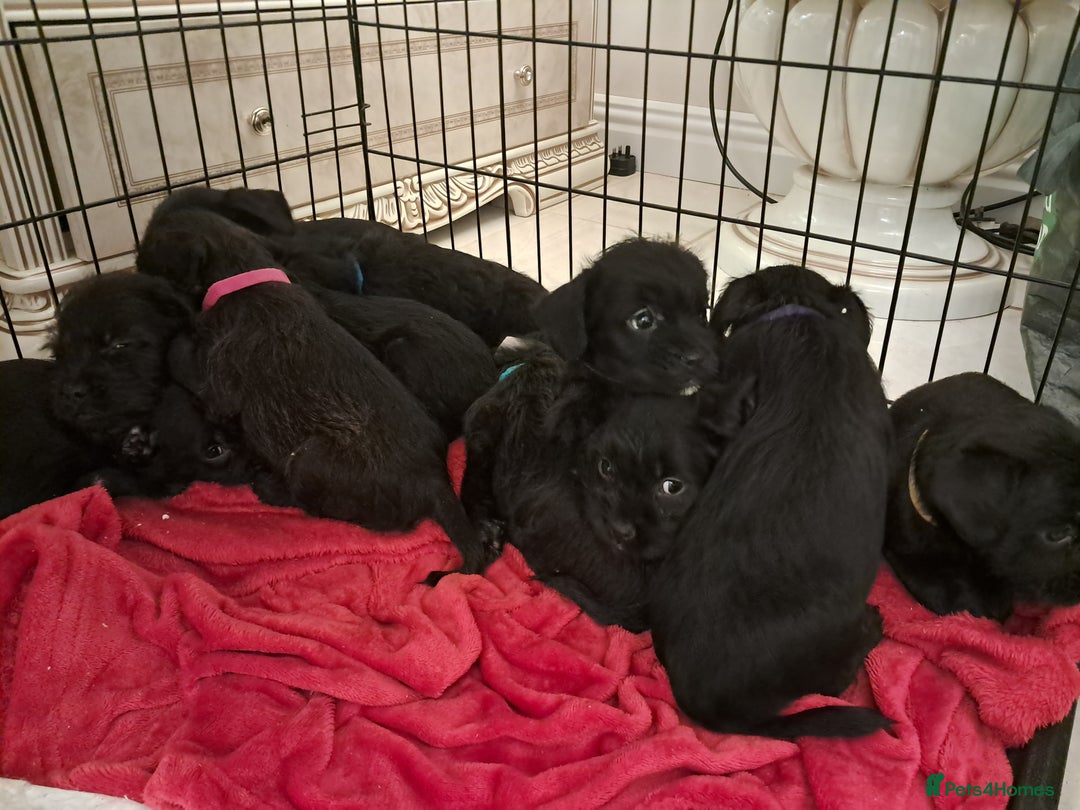 Mixed Breed dogs for sale: Froodles French bulldog x poodle - Advert 12