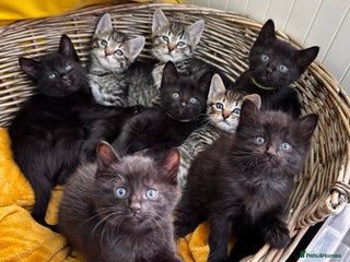 Mixed Breed cats Beautiful kittens 🐈⬛ - Advert 12