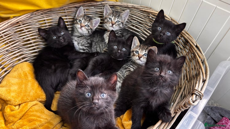 Mixed Breed cats Beautiful kittens 🐈⬛ - Advert 11