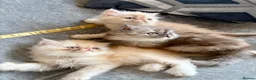 Persian cats for sale: Persian Teddy Bear kittens  - Advert 9