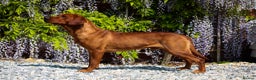 Labrador Retriever dogs for stud: HEALTH TESTED FOX RED LABRADOR (OFTW X FTCH)  in Grantham - Advert 14