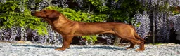 Labrador Retriever dogs for stud: HEALTH TESTED FOX RED LABRADOR (OFTW X FTCH)  in Grantham - Advert 14