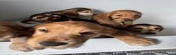 Cocker Spaniel dogs for sale: READY TO LEAVE working cocker spaniel pups - Advert 22