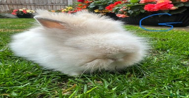 Lionhead rabbits - Advert 5