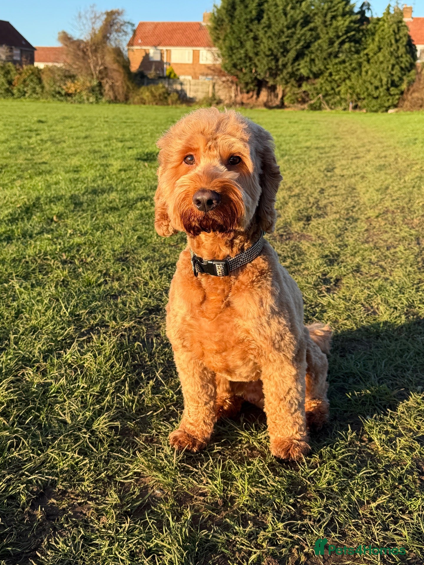 Cockapoo dogs Woody - Red F1 Cockapoo Available for Stud - Advert 1