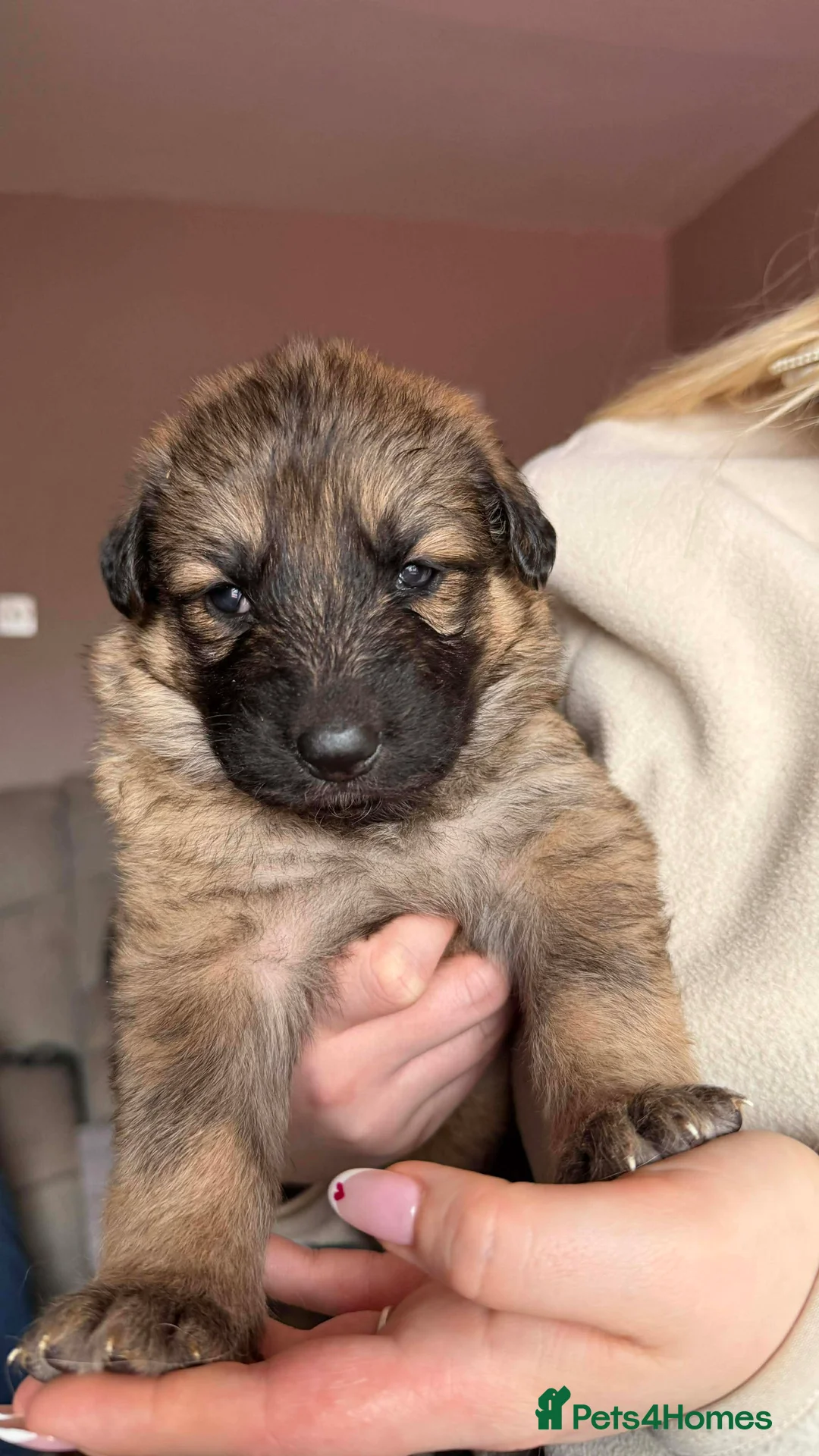 German Shepherd dogs for sale: German Shepherd Puppies - Advert 4