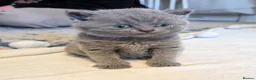 British Shorthair cats for sale: Beautiful Blue BSH GCCF registered kittens  - Advert 6