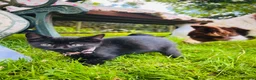 Mixed Breed cats for sale: *READY NOW* 5 Beautiful, Confident Kittens - Advert 30
