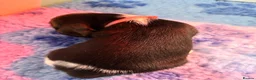 Beagle dogs for sale: Beautiful Tri coloured Beagle bitch puppies  - Advert 5