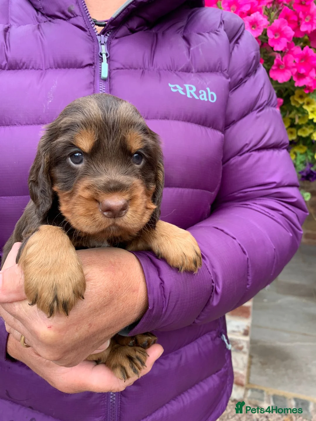 Cocker Spaniel dogs for sale: K.C REGISTERED COCKER SPANIEL PUPPIES - Advert 7