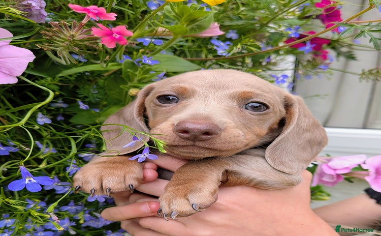 Miniature Dachshund dogs - Advert 3