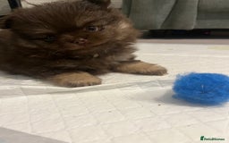 Pomeranian dogs for sale: 4 fluffy cute kc reg Pomeranian puppies  - Advert 10