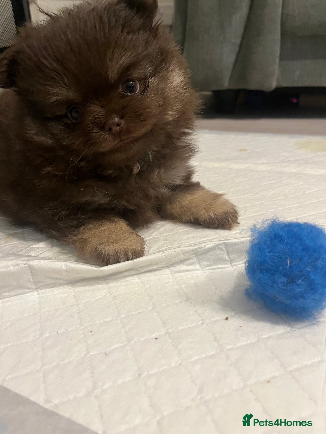 Pomeranian dogs for sale: 4 fluffy cute kc reg Pomeranian puppies  - Advert 10